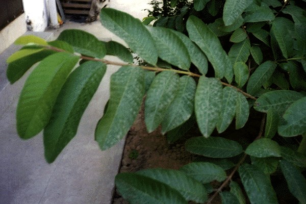Foliage