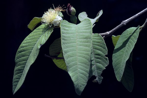 Foliage Psidium guajava; foliage and flowers.
