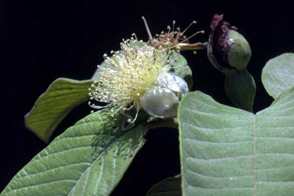 Flowers Psidium guajava; close-up of flowers.