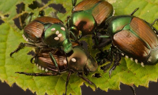 Japanese beetle