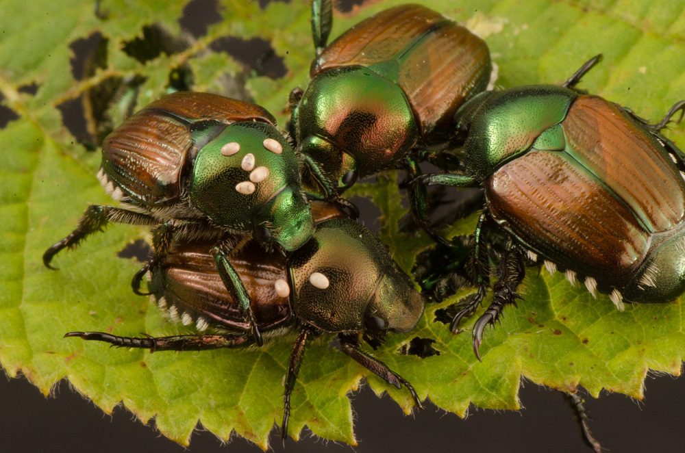 Japanese beetle