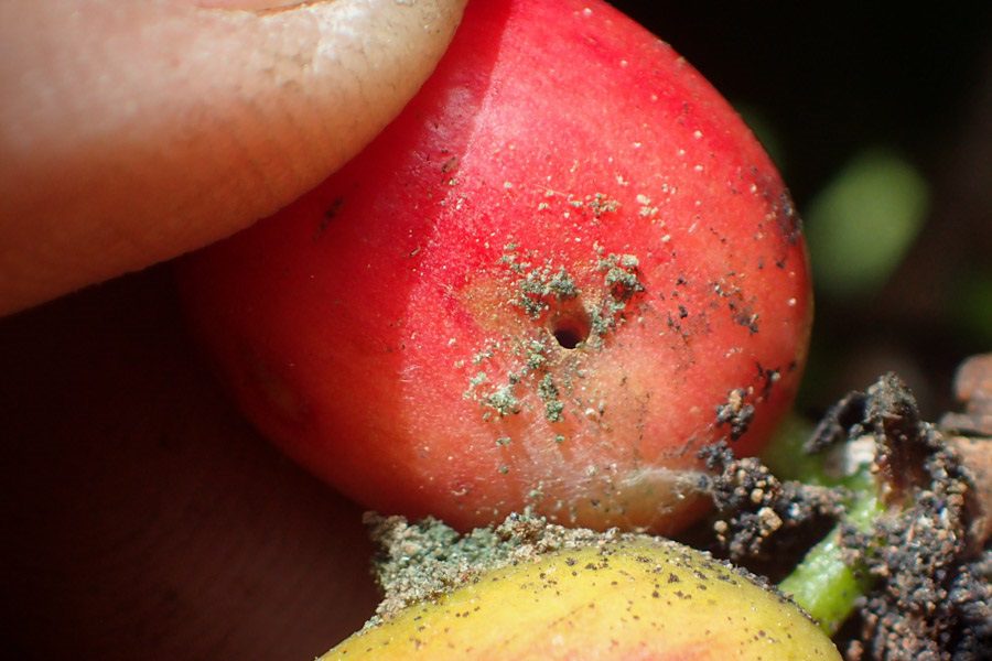 Damage to coffee from berry borer