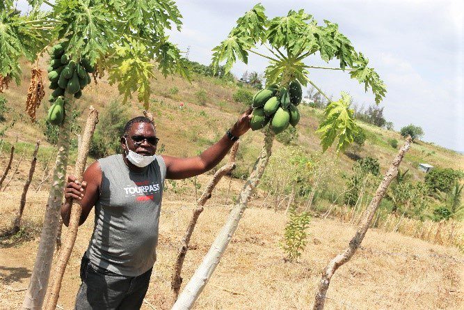 Papaya farmer