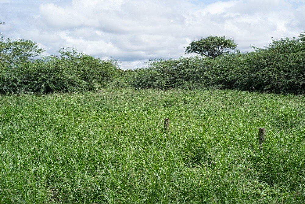 Prosopis