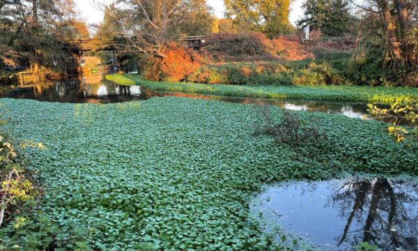 Floating pennywort is one invasive non-native species of concern. The aquatic weed causes dense mats that cover the water’s surface – such as here on this water course on the River Wey, Weybridge, UK (Credit: Djami Djeddour).