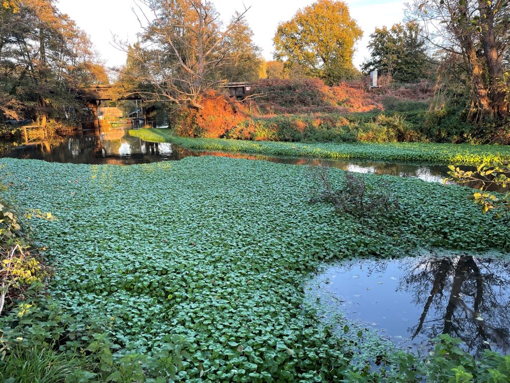 Floating pennywort is one invasive non-native species of concern. The aquatic weed causes dense mats that cover the water’s surface – such as here on this water course on the River Wey, Weybridge, UK (Credit: Djami Djeddour).