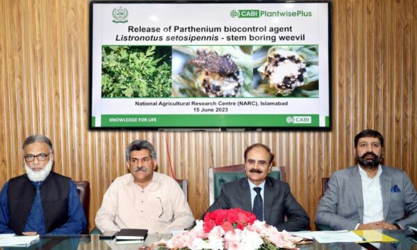 Parthenium release