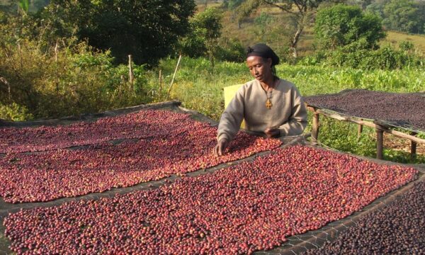 Coffee in Ethiopia 1