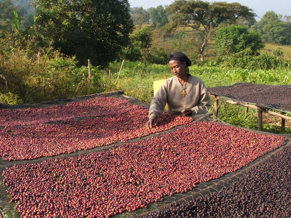 Coffee in Ethiopia 1