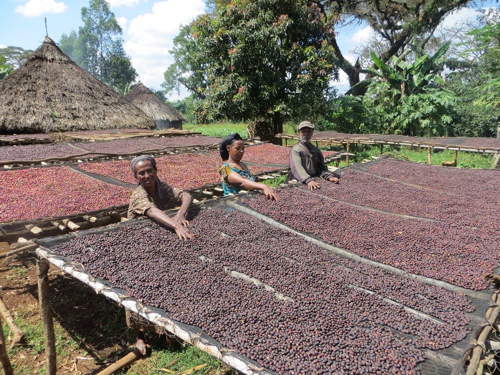 Ethiopia coffee 2