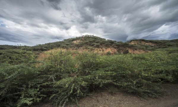 "photo: Sven Torfinn. Kenya, Baringo district. June 2015. East Africa’s woody invaders ‘Woody Weeds’. Pictures for the ‘Woody Weeds’ Project, a research project on the impacts of woody invasive plant species in certain areas. Prosopis and Lantana are 2 of these species. Communities are affected by the species. In some instances their livestock are affected or the plants encroach on village land.
Pictures are taken during field visit in Baringo by the project team under supervision of Dr. Urs Schaffner, Head Ecosystems Management CABNI Switzerland and Simon Choge, professor at KEFRI (Kenya Forestry Research Institute) Nairobi.
During the field trip the research team spoke to local chiefs and farmers and visited the KEFRI branch office in Baringo."