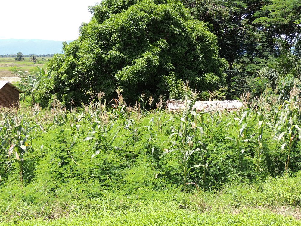 Mimosa in Malawi