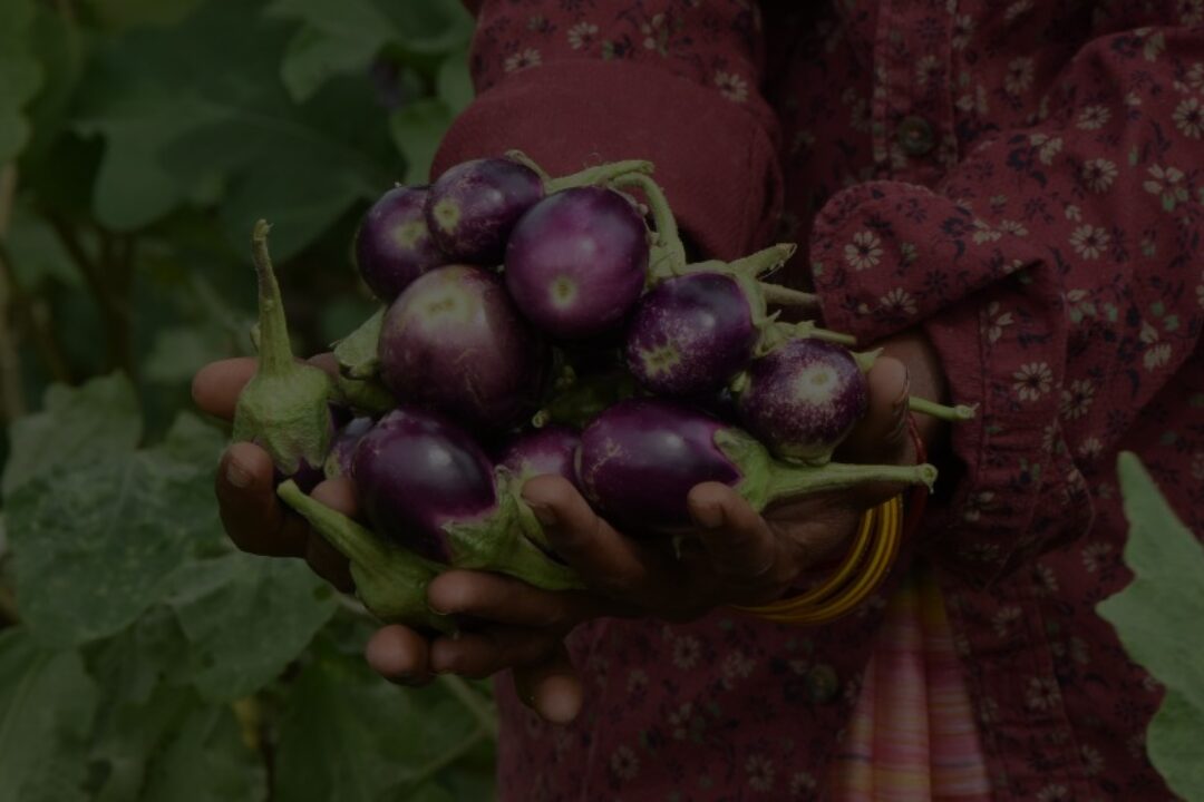 Bibliometric analysis of One Health research 