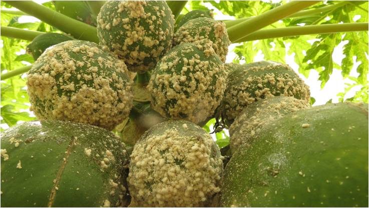 Papaya mealybug on papaya