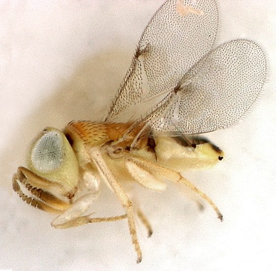 Acerophagus papaya