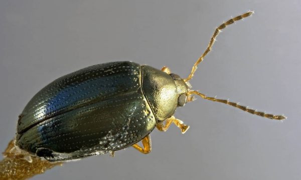 Cabbage stem flea beetle