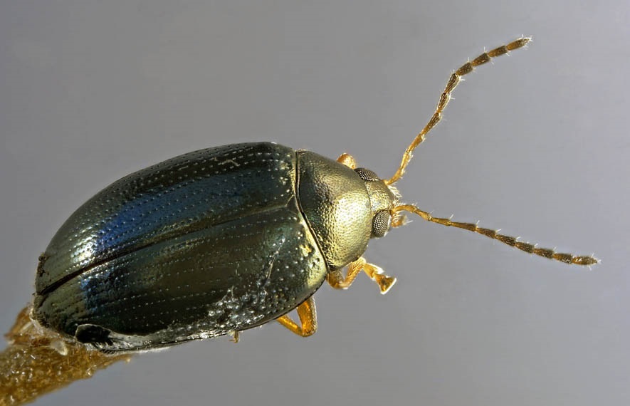 Cabbage stem flea beetle