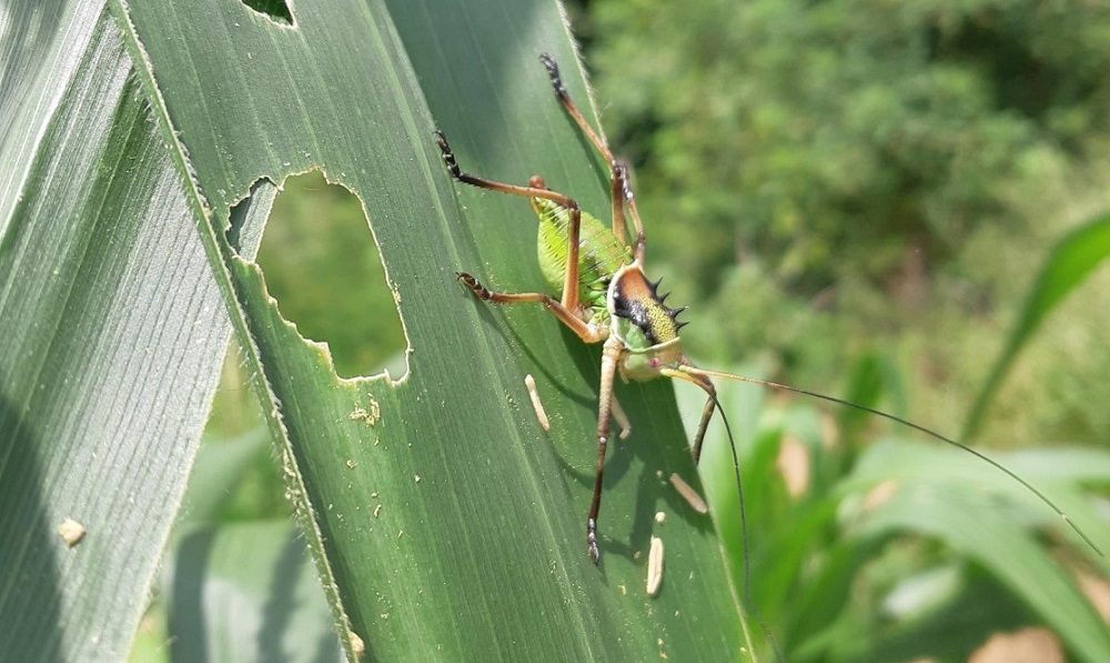 Armoured bush cricket