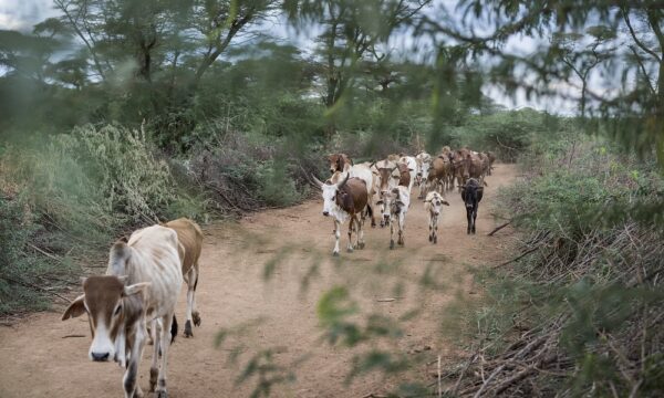 17Baringo (1)