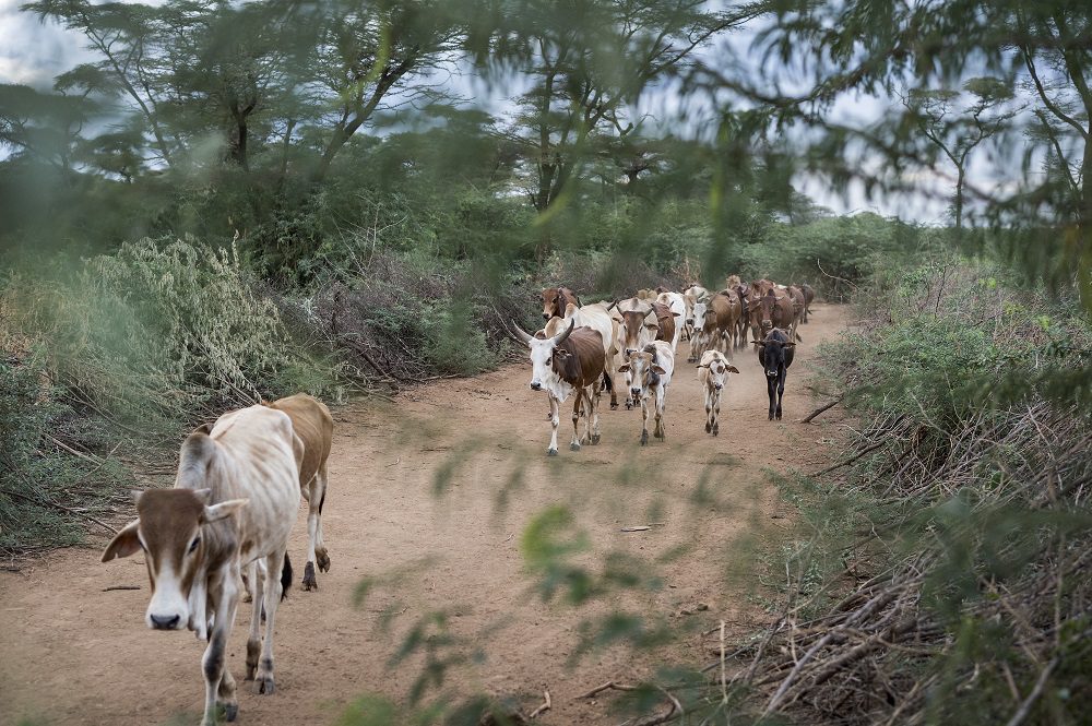 17Baringo (1)