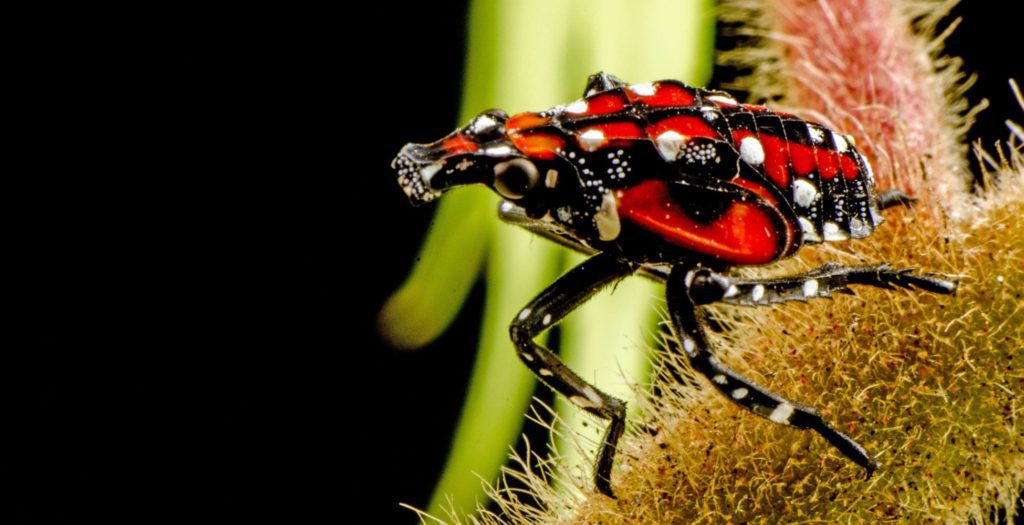 Spotted lanternfly