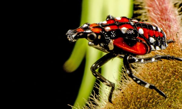 Spotted lanternfly