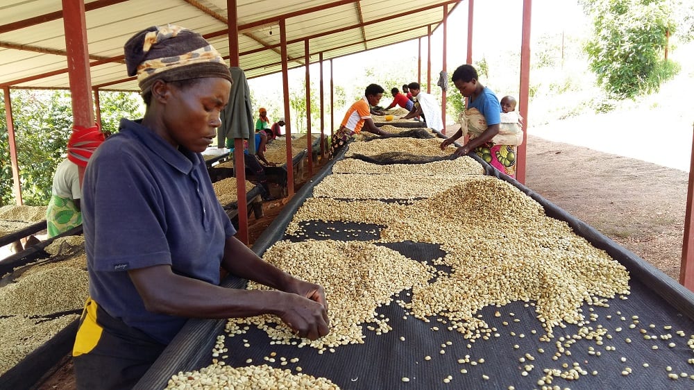 Coffee production in Rwanda