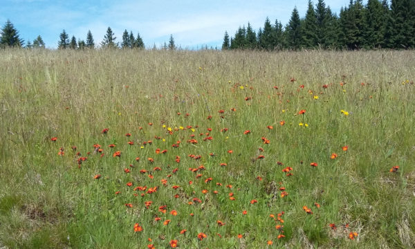 Hawkweeds in the native range, Czech Republic