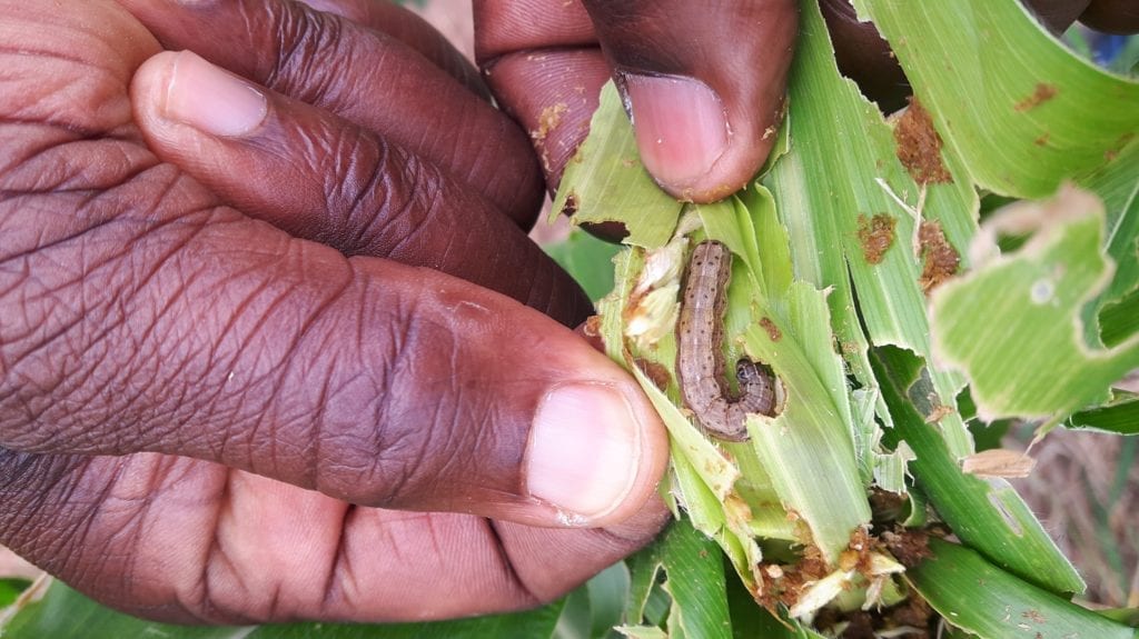 Fall armyworm damage to maize
