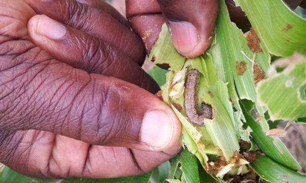 Fall armyworm damage to maize