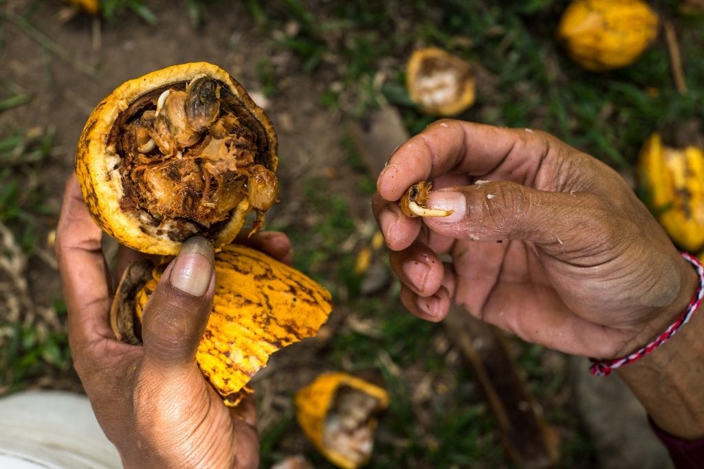 An overripe cocoa pod is posed for a photo in Village Candikesuma, Mordingsari Hamlet in Jembaran, Bali, Indonesia.