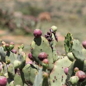 Invasive Species Compendium