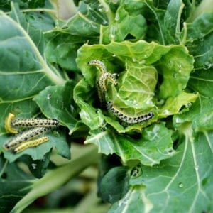 Crop Protection Compendium