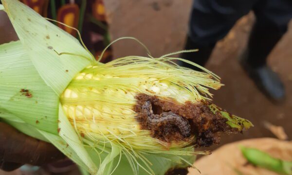 Cob damaged by fall armyworm