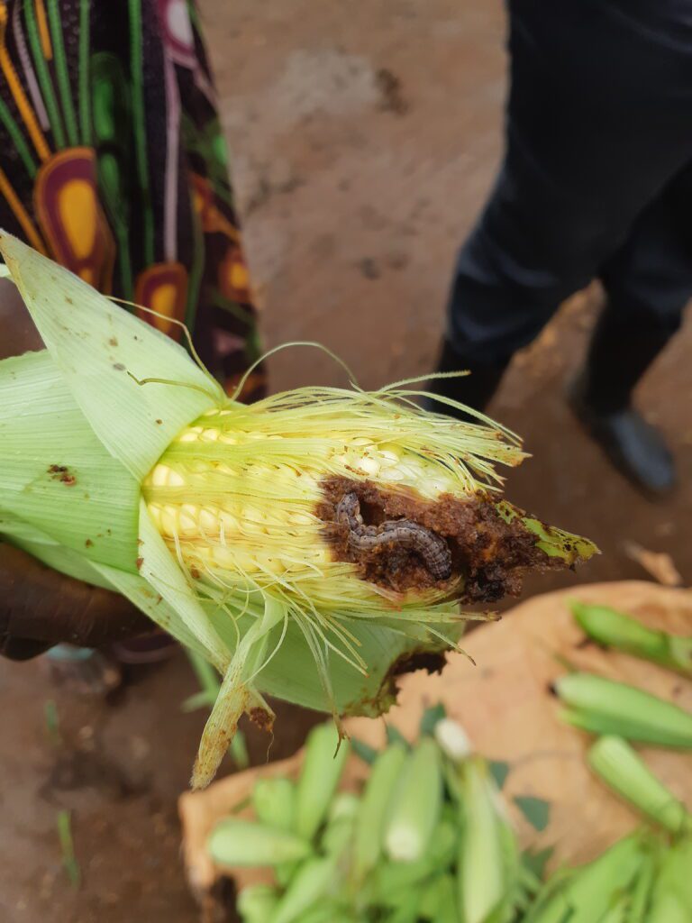 Cob damaged by fall armyworm