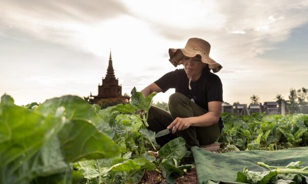 Plantwise Cambodia