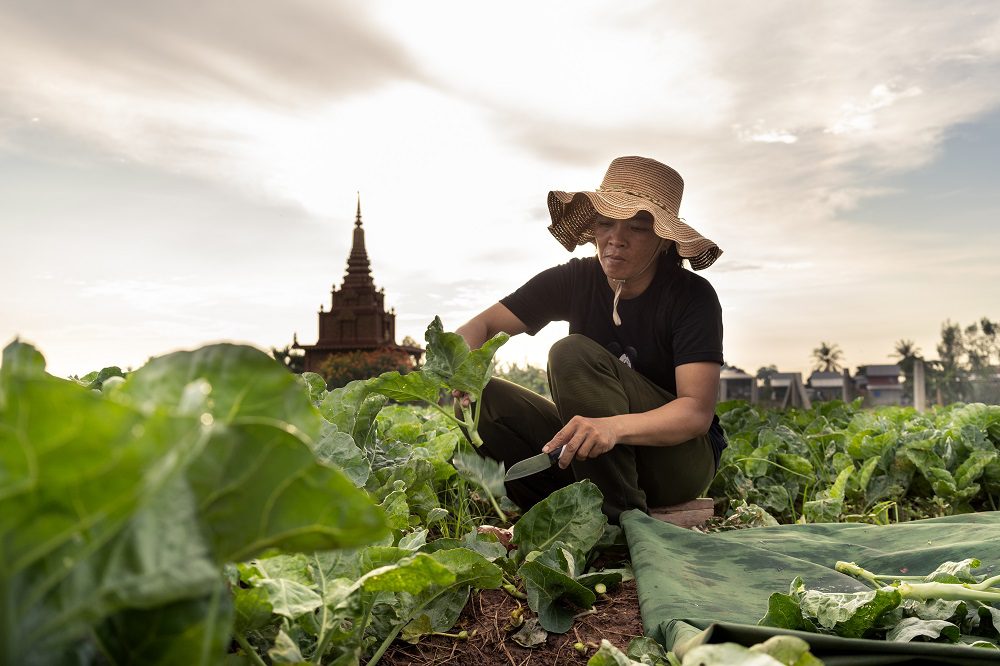 Plantwise Cambodia