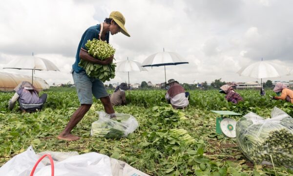 Plantwise Plant Doctors promote the benefits of natural pestidices to farmers in Cambodia