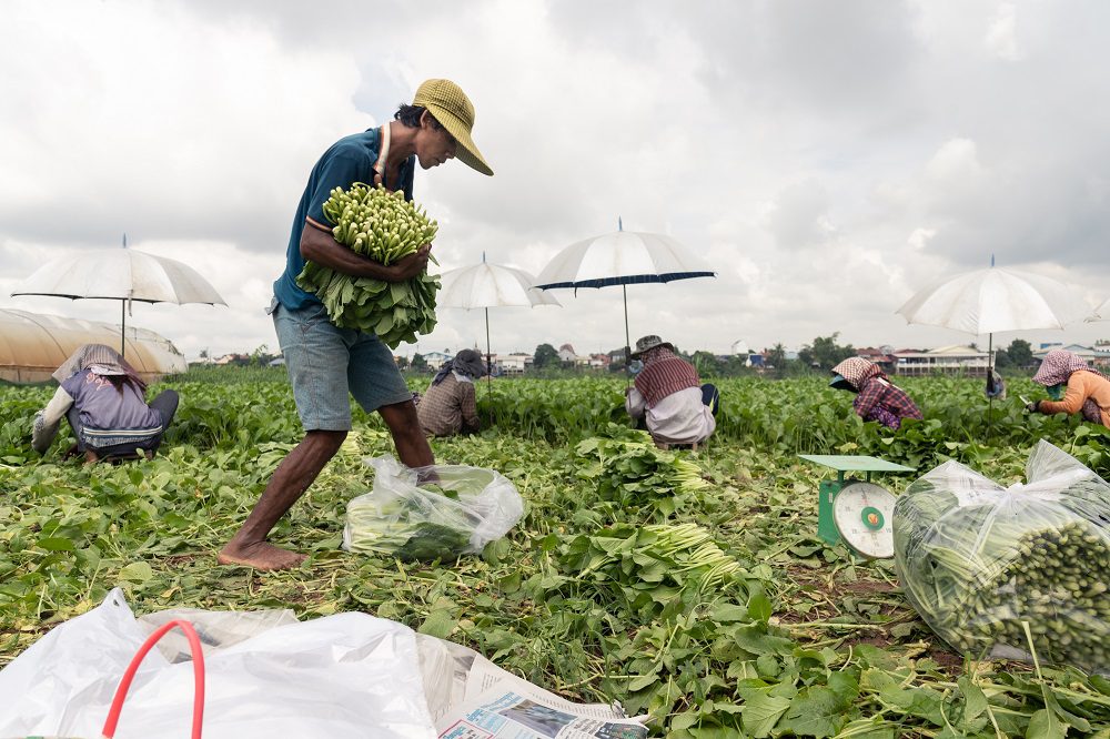 Plantwise Plant Doctors promote the benefits of natural pestidices to farmers in Cambodia