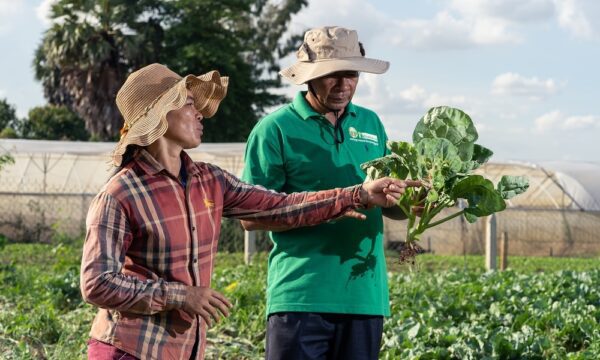 Plantwise Planto Doctors promote the benefits of natural pestidices to farmers in Cambodia