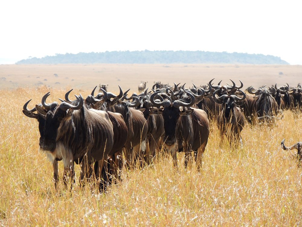 Serengeti migration