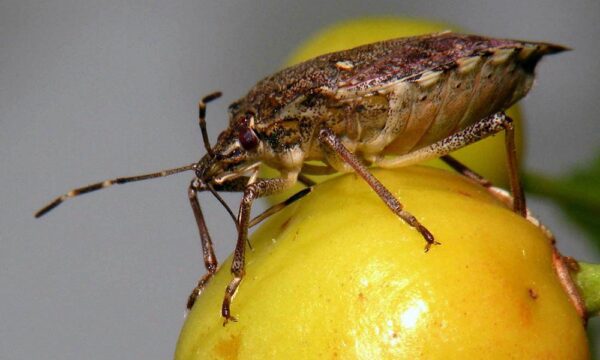 Brown marmorated stink bug on cherry