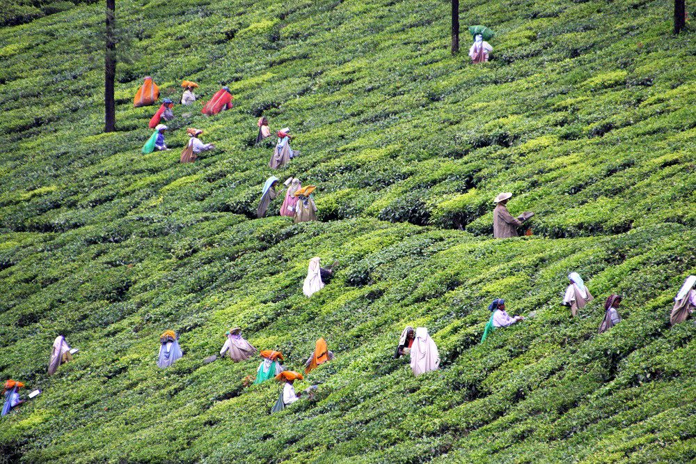 Tea production in South India