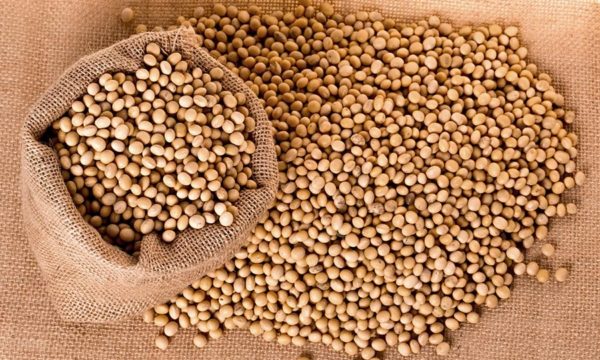 Soybean