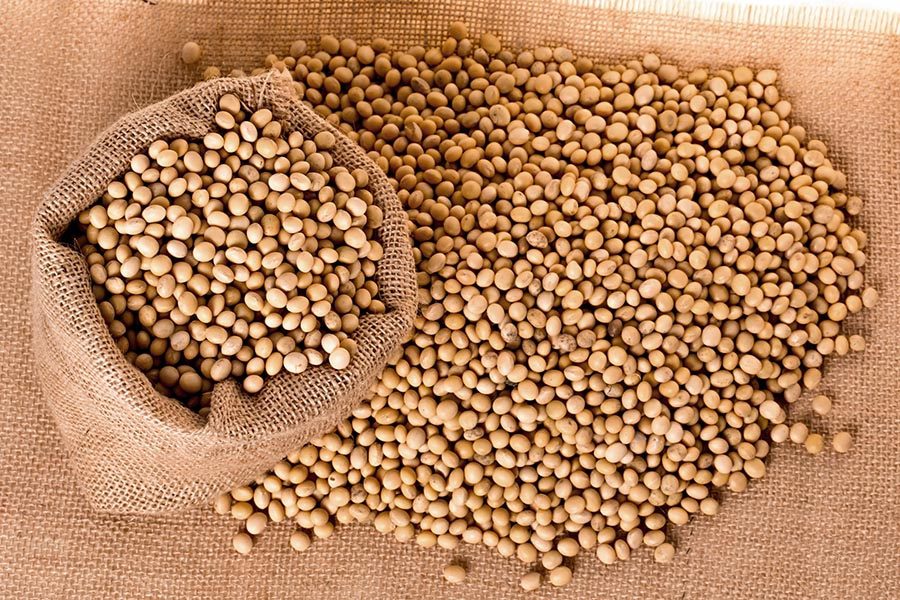 Soybean