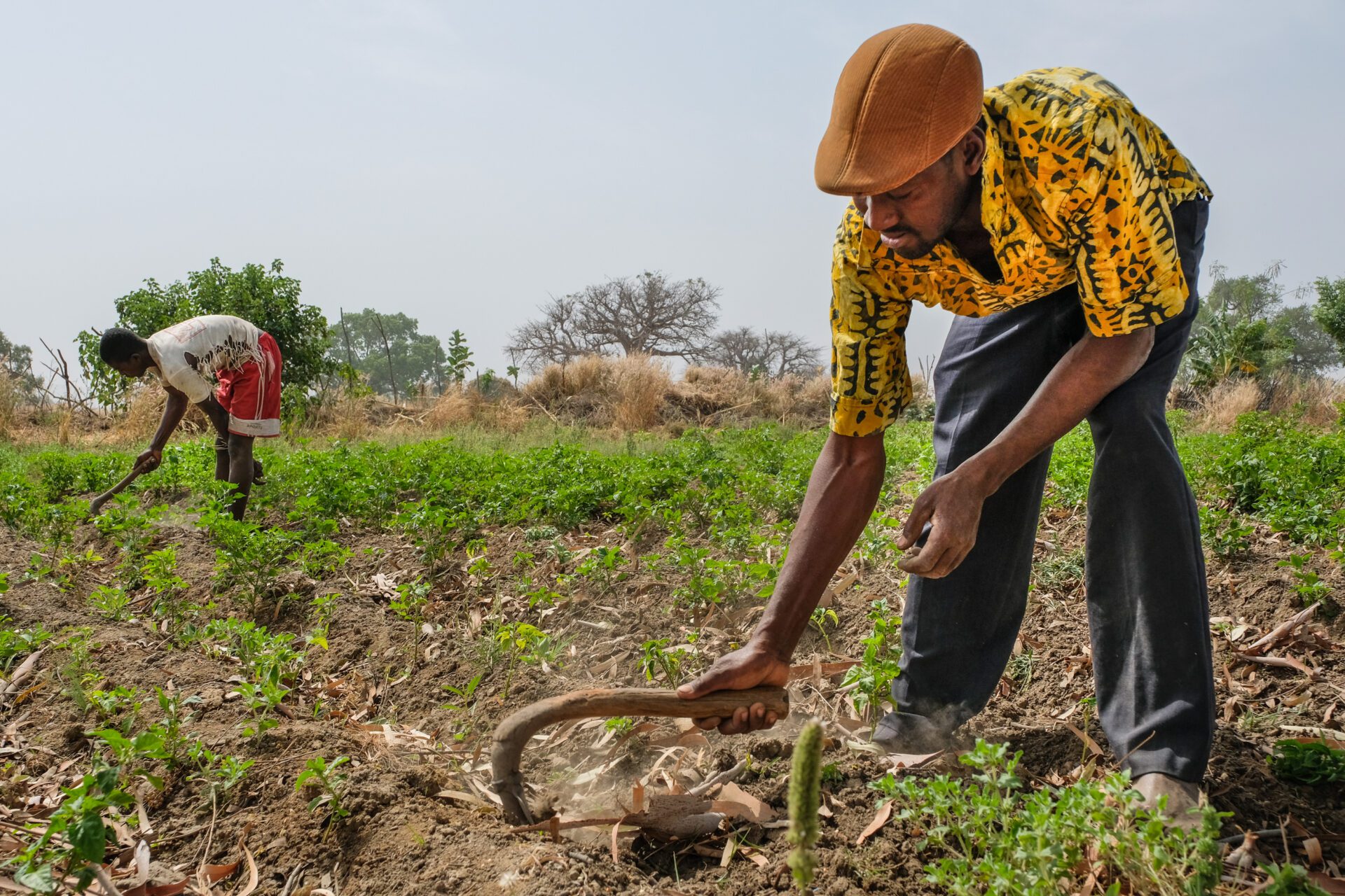 Harvesting hot peppers near Chiana, Kassena Nankana District - Ghana.

Photo by Axel Fassio/CIFOR

<a href="http://cifor.org" rel="nofollow">cifor.org</a>

<a href="http://forestsnews.cifor.org" rel="nofollow">forestsnews.cifor.org</a>

If you use one of our photos, please credit it accordingly and let us know. You can reach us through our Flickr account or at: cifor-mediainfo@cgiar.org and m.edliadi@cgiar.org