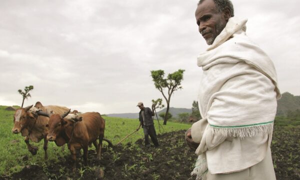 Ethiopian farmer
