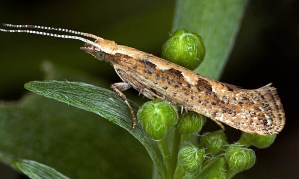 Diamondback moth