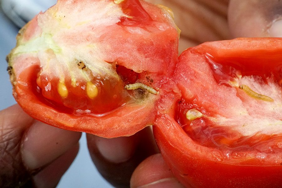 Tuta absoluta (tomato leafminer); larval damage to fruits. Kenya