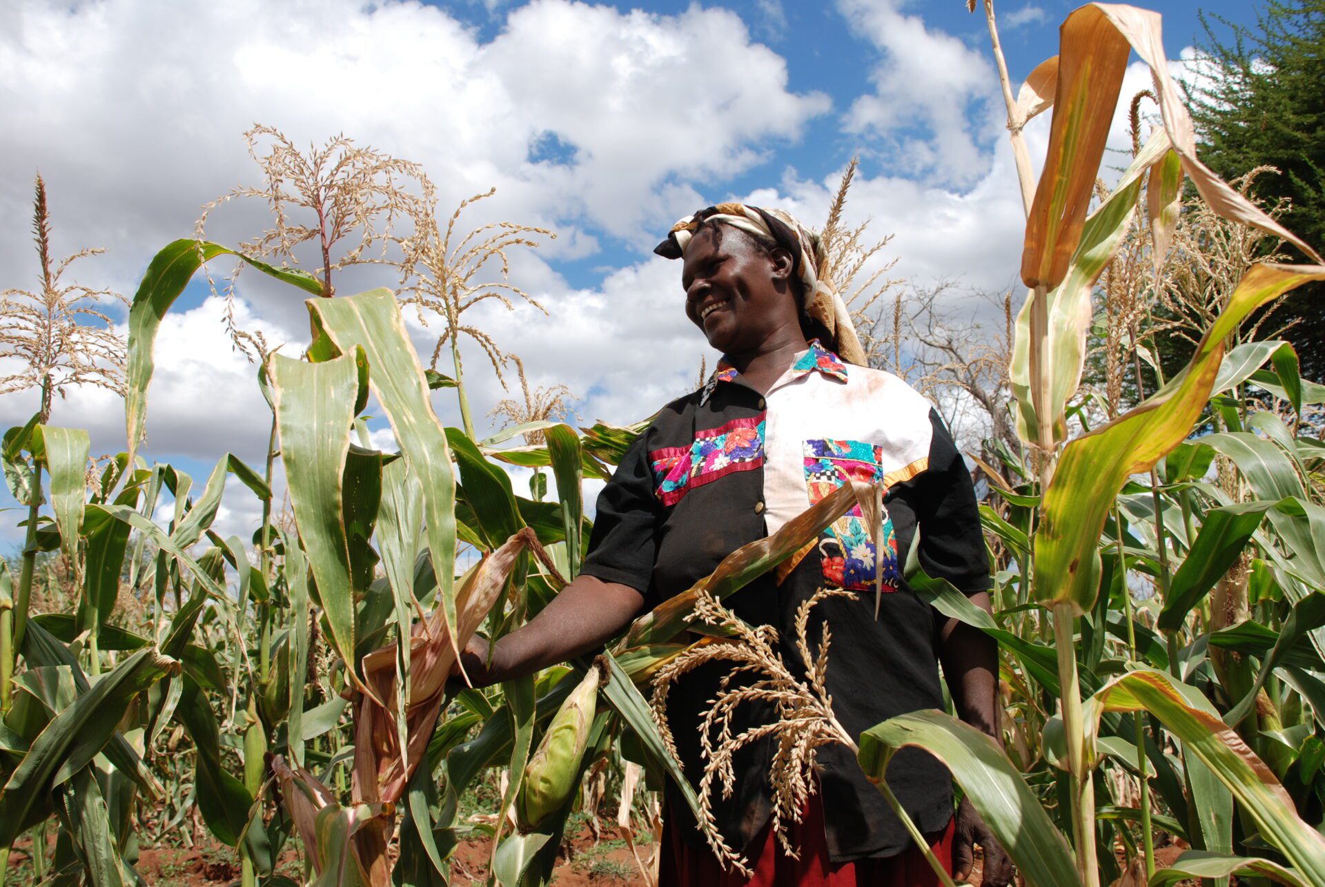 5100434243_e3e8949b94_o Ruth Kamula, a community-based seed producer in Kiboko, Kenya, planted KDV-1, a drought tolerant (DT) seed maize variety developed with the Kenya Agricultural Research Institute (KARI) as part of CIMMYT's Drought Tolerant Maize for Africa (DTMA) project. "I am trying my hand at DT maize seed production because it will lift me and my family out of poverty. It is our lifeline during this time of drought," she says. (June 2009)
For more about DTMA see: http://dtma.cimmyt.org/.
Photo credit: Anne Wangalachi/CIMMYT.